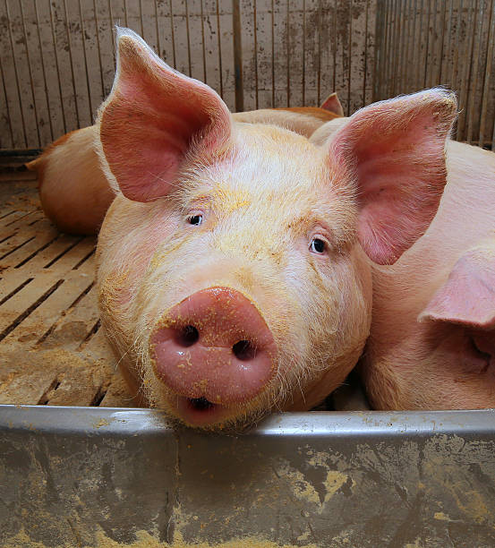 istock fat pigs in a sty on a farm 539101370