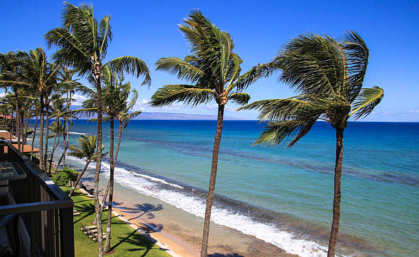 Swaying Palms against the Pacific Ocean shades of blue in the background, swaying palms viewed from a balcony shades of blue stock pictures, royalty-free photos & images