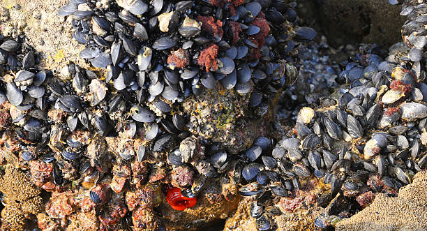 istock many mussels on the rocks and a red Beadlet anemone 539101838