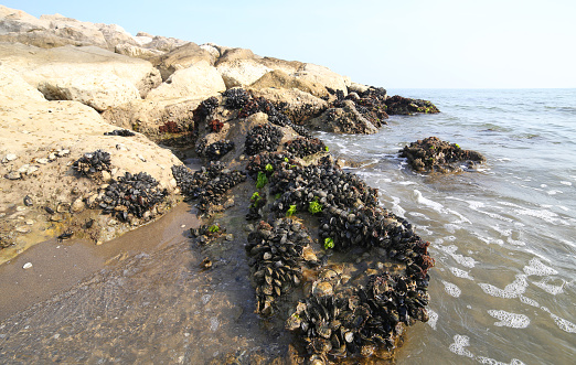 black mussels on the rocks on the calm sea