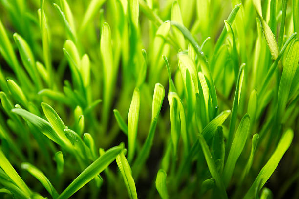 istock Green grass with drops of dew 539102636