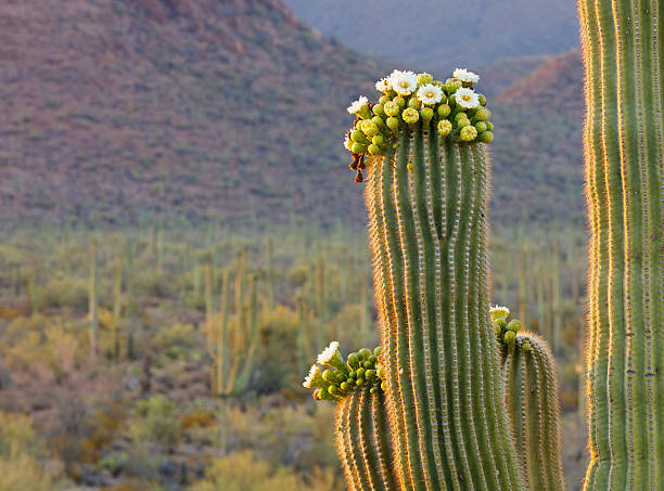 saguaro cactus in bloom - saguaro kaktüsü stok fotoğraflar ve resimler