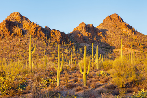 Saguaro Cactus in the Sonoran Desert  