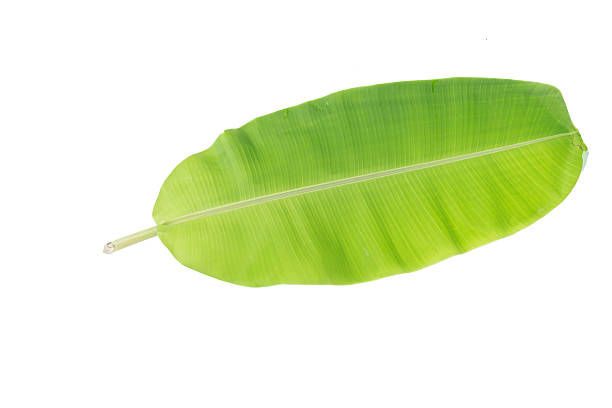 istock green banana leaf isolate on white background ,green banana leaf 539103220