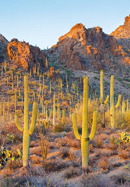 istock Arizona Sonoran Desert and Saguaro Cactus 539103322