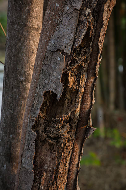 istock bark tree eaten by wood worm. 539103612