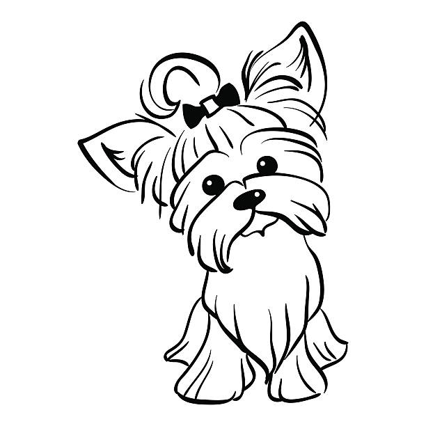 illustrations, cliparts, dessins animés et icônes de vecteur esquisse drôle yorkshire terrier chien de salon - yorkshire