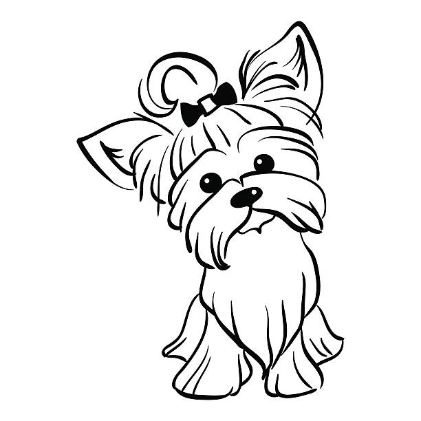 Vector sketch funny Yorkshire terrier dog sitting Sketch Funny dog Yorkshire terrier breed sitting hand drawing vector yorkshire terrier stock illustrations