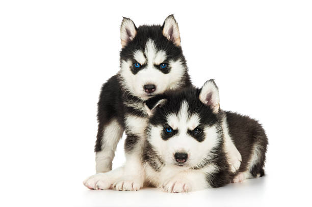istock Two cute husky puppies 539104059