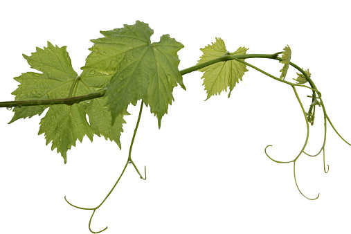 Grape leaf in Vineyard