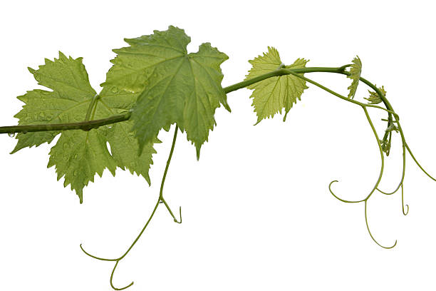 vine leaf vine leaf Grape Plant stock pictures, royalty-free photos & images