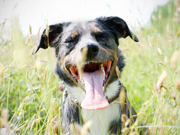 istock Dog panting the hot sun. 539104590