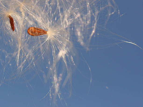 istock Milkweed seeds against the sky 539104601