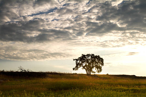 istock Morning on the prairie 539104793