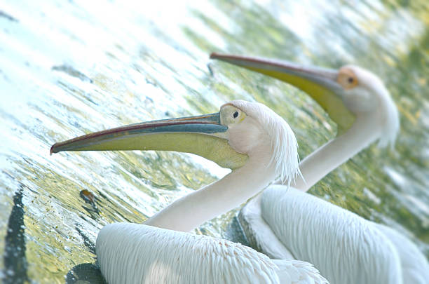 istock Photo of beautiful white swan 539105145