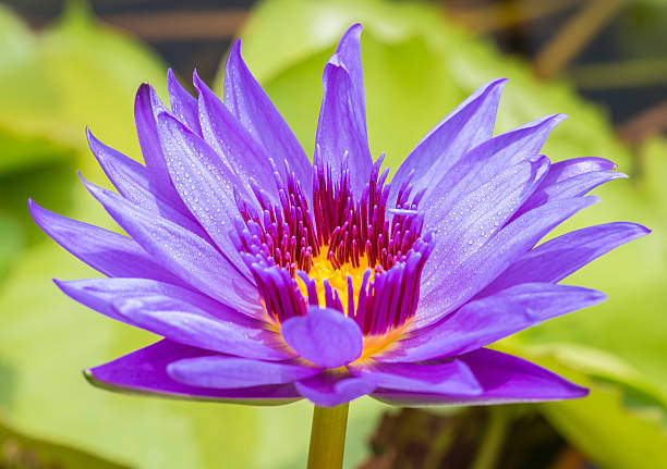 istock Purple water lily or lotus flower. 539105482