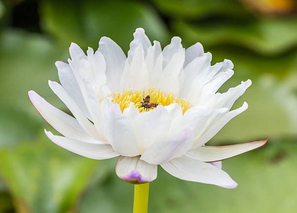 istock White and blue water lily or lotus flower with bees. 539105770
