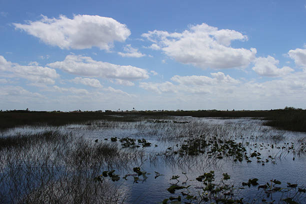 istock everglades, tamiami trail 539105862