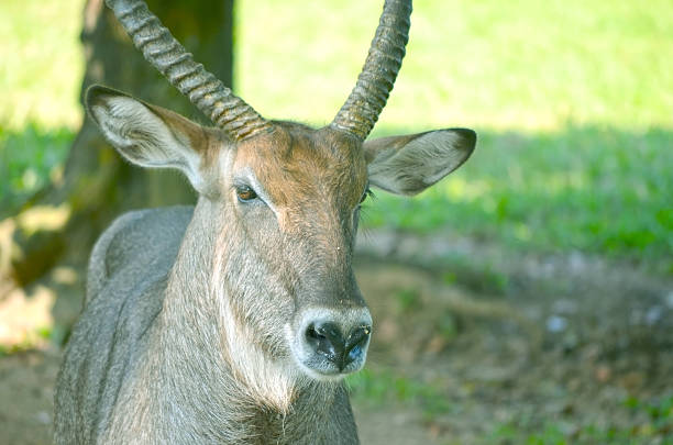 Male waterbuck in the bushveld landscape in the Okavango Delta in Botswana