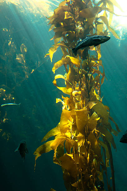 istock California Kelp Forest Life 539106866