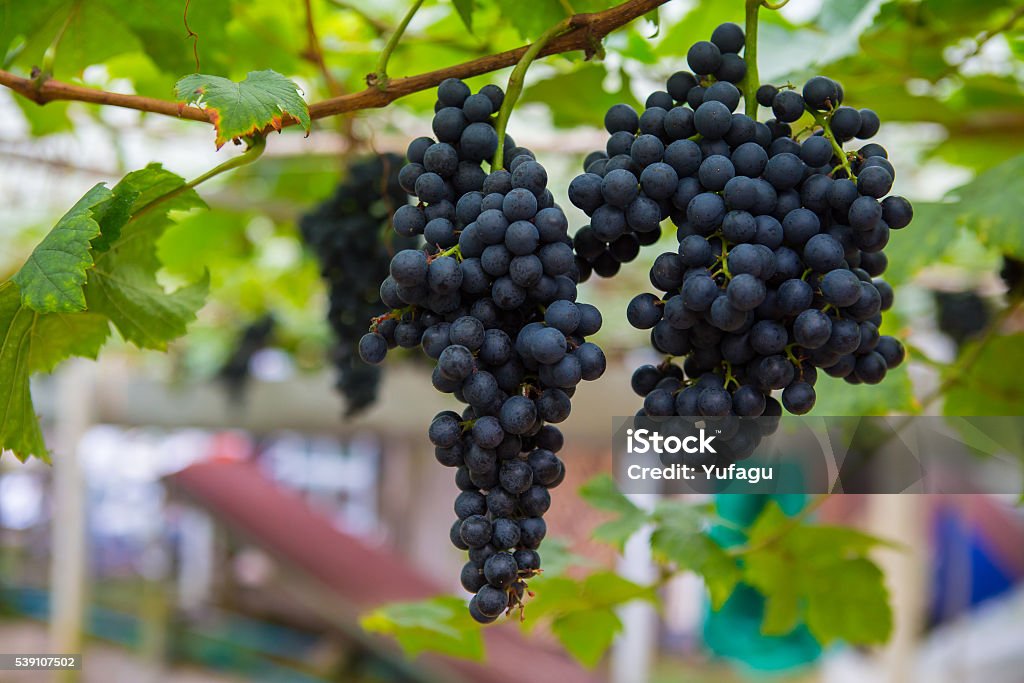 Large bunch of red wine grapes with green leave Large bunch of red wine grapes hang from a vine with green leaves. Nature background . Wine concept. Agriculture Stock Photo