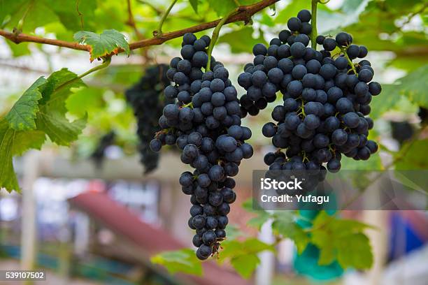 Large Bunch Of Red Wine Grapes With Green Leave Stock Photo - Download Image Now - Agriculture, Branch - Plant Part, Cabernet Sauvignon Grape