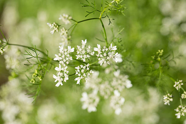 istock Flowering Coriander plant 539107760