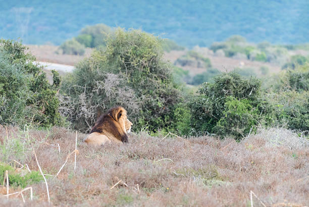 A male African Lion, Panthera leo, enjoying the early morning sun