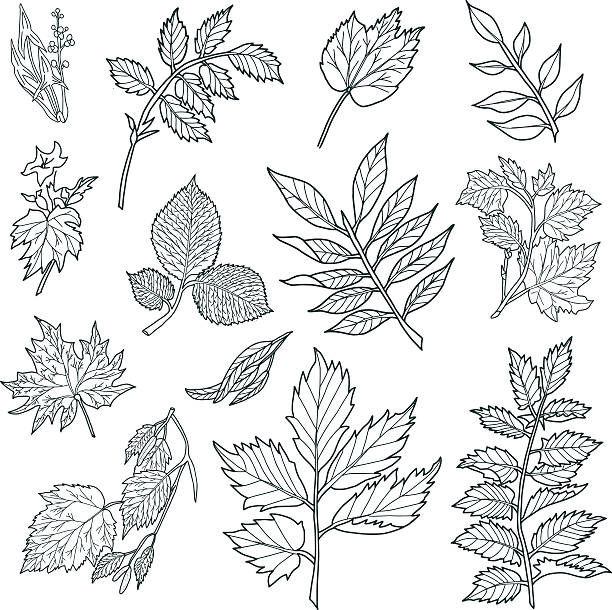 枝の葉 - poplar tree illustrations点のイラスト素材／クリップアート素材／マンガ素材／アイコン素材