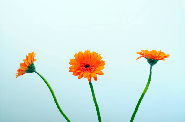 istock Close up of orange daisy flower 539108746