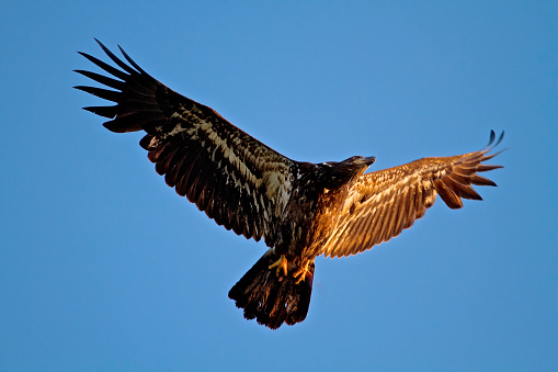 Spectacular eagle flying with wings outspread with sun light under feathers