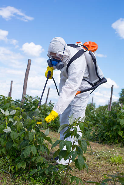 istock Man spraying chemicals on his raspberry field 539110334