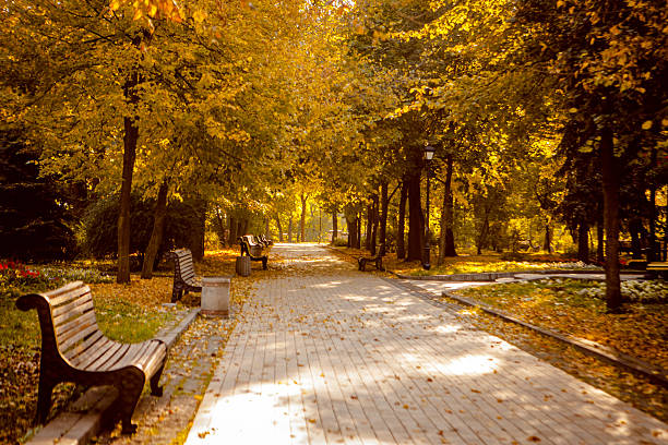 istock autumnal walkway in yellow and orange in park 539111464