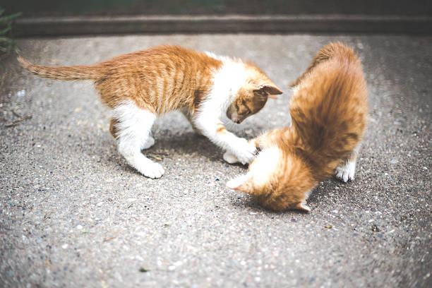 istock two red kittens playing outdoors 539111506