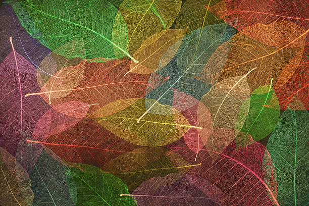 istock Digital art textures composition, Abstract colorful Skeleton magnolia leaves 539111694