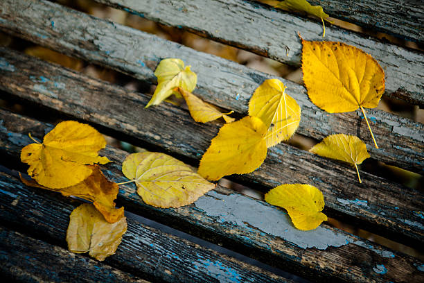 istock Autumn leaves over wooden background 539111798