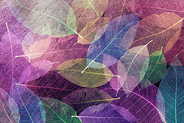 istock Wallpaper Textured composition, Abstract Skeleton magnolia leaves 539111816