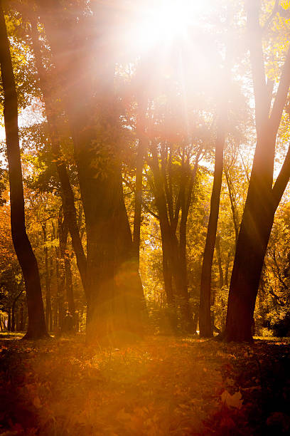 istock Autumn wood with sun rays, beautiful landscape 539113066
