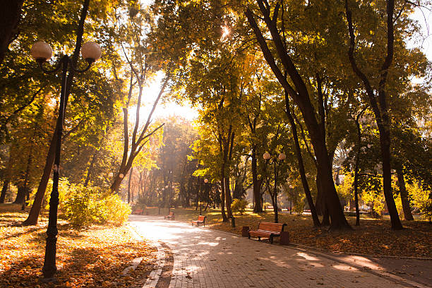 istock Golden leaves on branch, autumn park 539113550