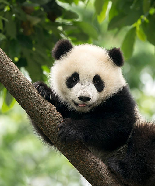 panda gigante bebé cub área de chengdu, china - panda animal fotografías e imágenes de stock