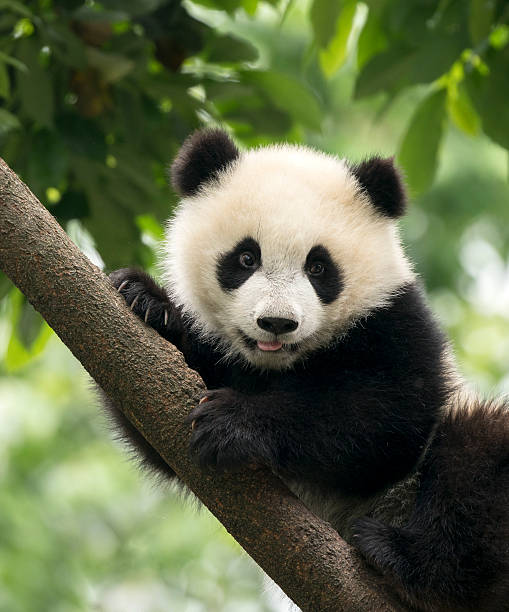 panda gigante baby cucciolo a chengdu, cina - panda mammifero con zampe foto e immagini stock