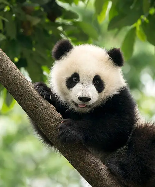 Photo of Giant Panda baby cub in Chengdu area, China