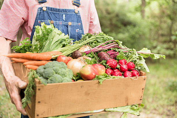 tercera edad, de sexo masculino de granja cosecha vegetales orgánicos. - radish vegetable farmers market gardening fotografías e imágenes de stock