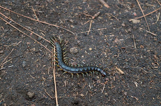 istock Centipede in volcanic sand, La Palma, Spain 539114820