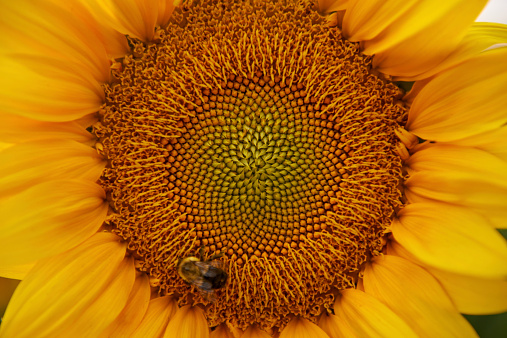 Closeup shot of a bee on a sunflower