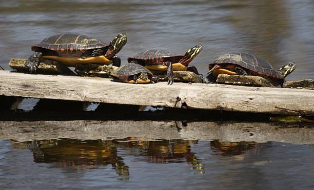 istock three tortoises and a baby on a log 539118068