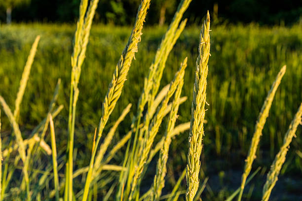 Spikelets - Leymus arenarius (L.) Hochst. (Elymus arenarius L.). Leymus arenarius (L.) Hochst. (Elymus arenarius L.) - spikelets in the rays of the setting sun. elymus stock pictures, royalty-free photos & images