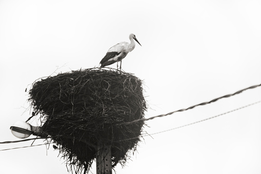 Stork standing on its nest