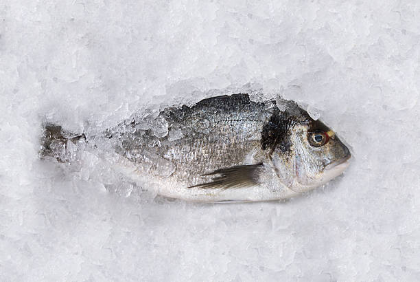 nahaufnahme eines dorada-fisch stehen auf eis - fish seafood catch of fish raw stock-fotos und bilder