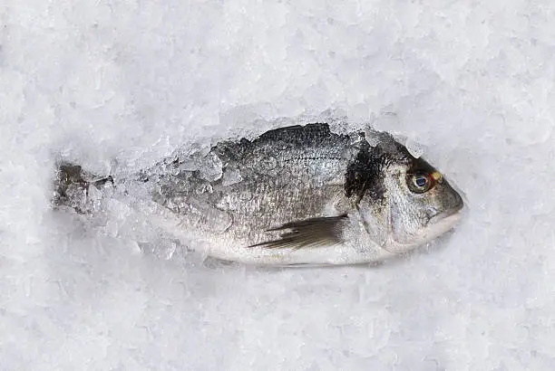 Photo of Close up of a dorada fish standing on ice
